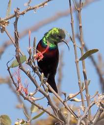 Miombo Double Collared Sunbird