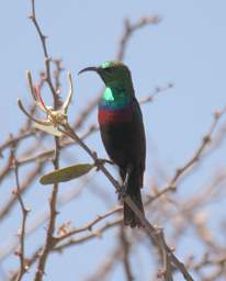 Miombo Double Collared Sunbird