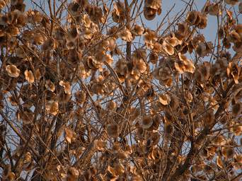 Mahango Tree Seeds