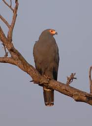 Mahango Bird Bateleur Eagle