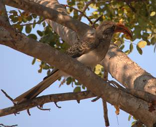 Bradfields Hornbill