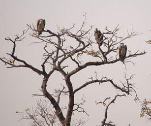 White Backed Vultures