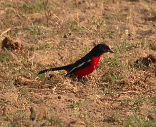 Crimson Breasted Shrike