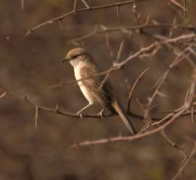 Marico Flycatcher