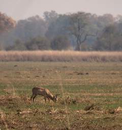 Mahango Southern Reedbuck