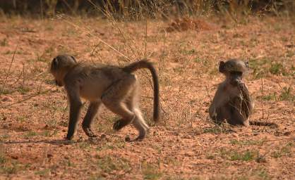 Mahango Baboons