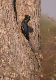 Green Wood Hoopoe