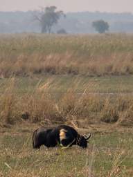 Mahango Cape Buffalo