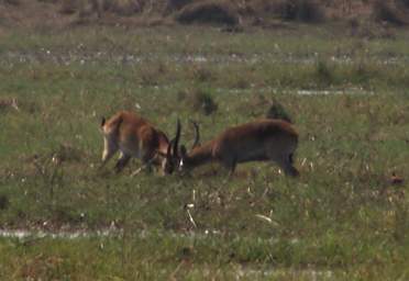 Mahango Lechwe Fighting