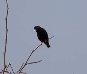 Village Indigobird