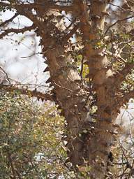 Mahango Tree Xxx Shark Tooth Bark