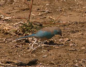 Blue Waxbill