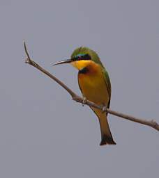 Little Bee Eater