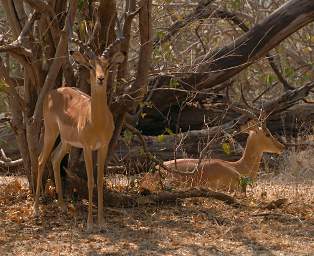 Mahango Lechwe