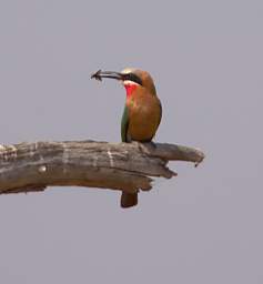 White Fronted Bee Eater