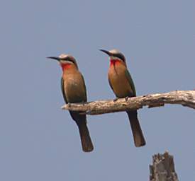 White Fronted Bee Eater