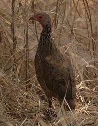 Swainsons Spurfowl