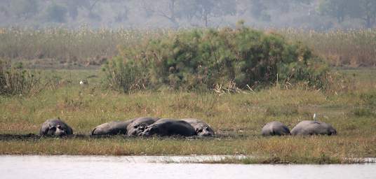 Mahango Hippos