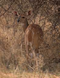 Mahango Bushbuck