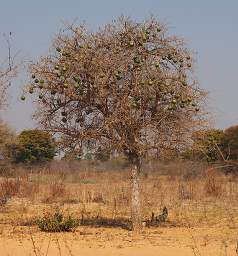 Mahango Tree Big Round Fruit