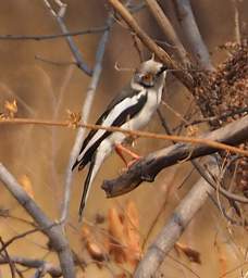 White Creasted Helmetshrike