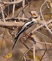 White Creasted Helmetshrike