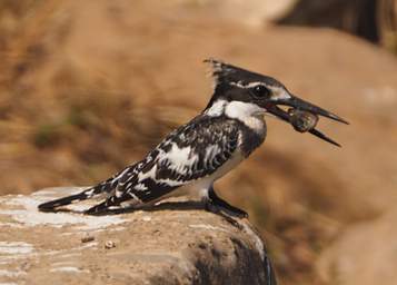 Pied Kingfisher