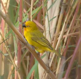 African Golden Weaver