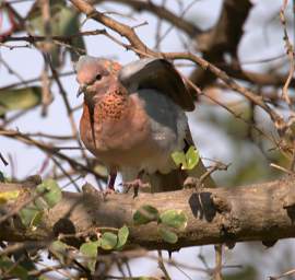 Laughing Dove