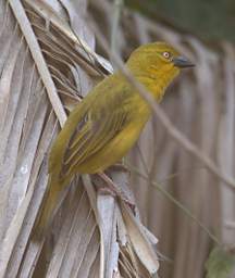 African Golden Weaver