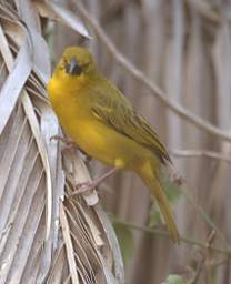 African Golden Weaver