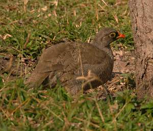 Red Billed Spurfowl