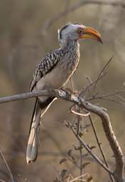 Southern Yellow Billed Hornbill