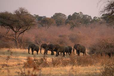 Elephants