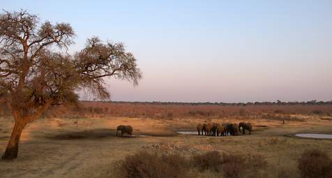 Elephants Waterhole