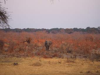 Elephants Approaching Waterhole