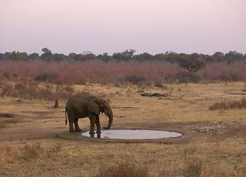 Elephant Waterhole