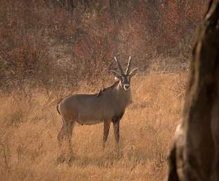 Roan Antelope