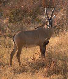 Roan Antelope