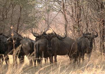 Wildebeests