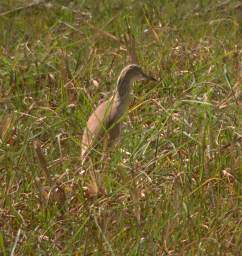 Squacco Heron