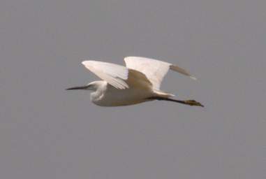 Little Egret