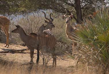 Kudu