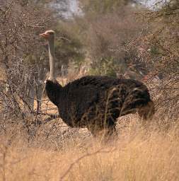 Common Ostrich