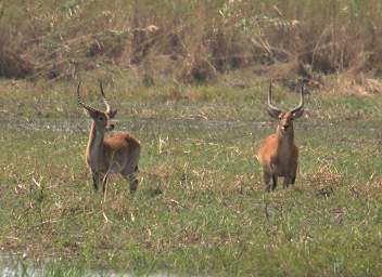 Lechwe