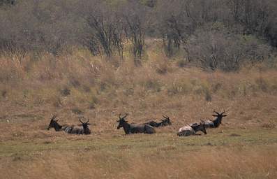 Hartebeest