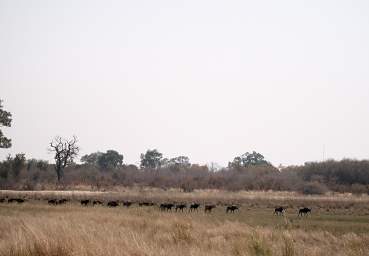 Sable Antelope