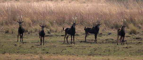 Sable Antelope