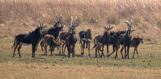 Sable Antelope