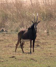 Sable Antelope